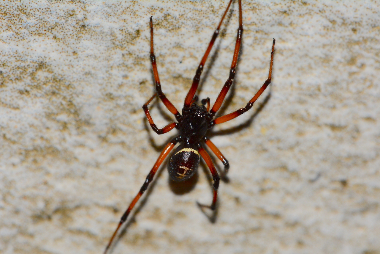 Staetoda paykulliana Staetoda paykulliana